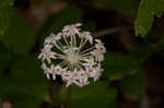 Dwarf ginseng